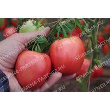 Томат СИНДБАД F1 0,5 г.