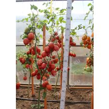 Томат СИНДБАД F1 0,5 г.