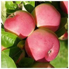 Саженец Яблоня Конфетное (100-150 см, 2 года, 7,5 л)