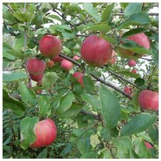 Саженец Яблоня Конфетное (100-150 см, 2 года, 7,5 л)