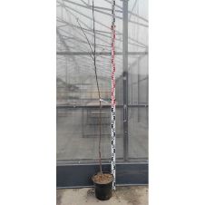 Саженец Яблоня Конфетное (100-150 см, 2 года, 7,5 л)