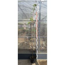 Саженец Яблоня Конфетное (100-150 см, 2 года, 7,5 л)