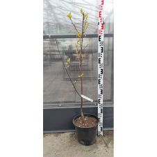 Саженец Вишня Десертная Морозовой (100-150 см, 2 года, 10 л)