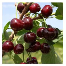 Саженец Вишня Жуковская