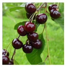 Саженец Вишня Новелла