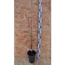 Саженец Вишня Новелла