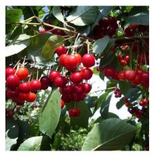 Саженец Вишня Октава