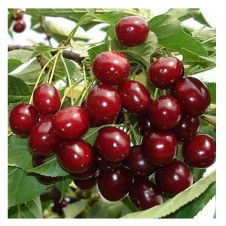 Саженец Вишня Октава