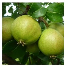 Саженец Груша Светлянка