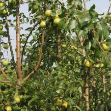 Саженец Груша Светлянка