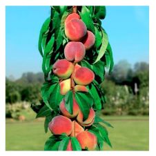 Саженец Персик Колонновидный Золотой триумф