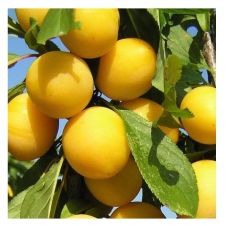 Саженец Слива Утро