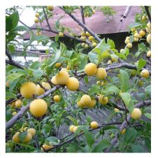 Саженец Слива Утро