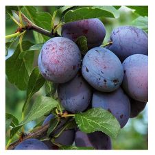 Саженец Слива Этюд (100-150 см, 2 года, 7,5 л)