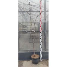 Саженец Слива Этюд (100-150 см, 2 года, 7,5 л)