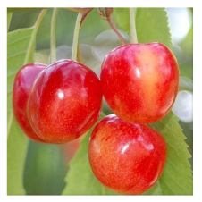 Саженец Черешня Орловская розовая 2-х лет