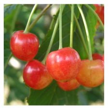 Саженец Черешня Орловская розовая 2-х лет