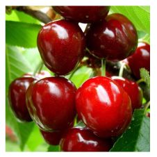 Саженец Черешня Родина
