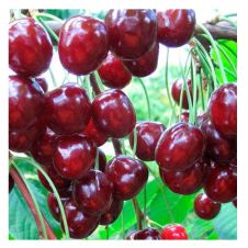 Саженец Черешня Родина