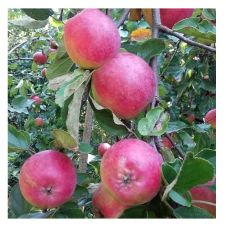 Саженец Яблоня Звездочка