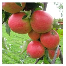 Саженец Яблоня колонновидная Арбат