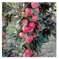 Саженец Яблоня колонновидная Васюган