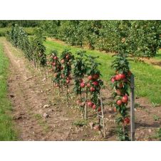 Саженец Яблоня колонновидная Васюган