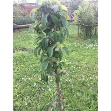 Саженец Яблоня колонновидная Васюган