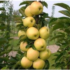 Яблоня колонновидная Медок