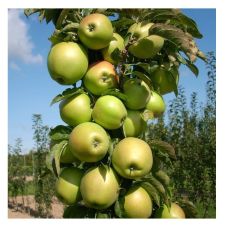 Саженец Яблоня колонновидная Президент (100-150 см, 2 года, 7,5 л)