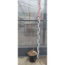 Саженец Яблоня колонновидная Президент (100-150 см, 2 года, 7,5 л)