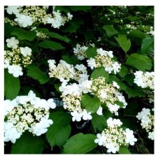 Саженец Калина Зарница