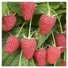 Саженец Малина ремонтантная Геракл