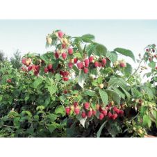 Саженец Малина ремонтантная Геракл