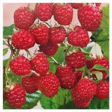 Саженец Малина Рубиновая