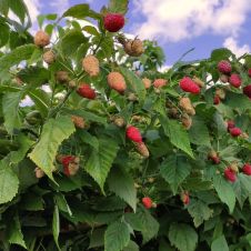 Саженец Малина Рубиновая