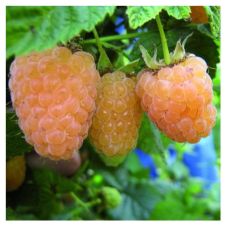 Саженец Малина Янтарная жёлтая