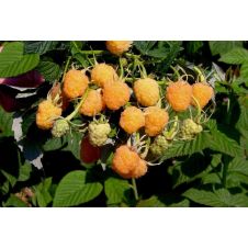 Саженец Малина Янтарная жёлтая