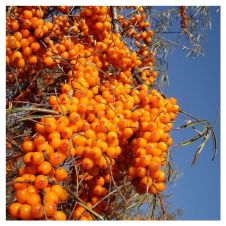 Саженец Облепиха Сударушка