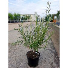 Саженец Облепиха Сударушка