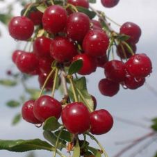 Саженец Вишня Волочаевская Подвой ЛОГРИ, С3