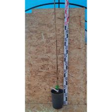 Саженец Вишня Волочаевская Подвой ЛОГРИ, С3