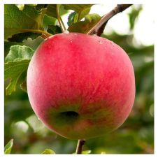 Саженец Яблоня культурная Апорт 1 сорт