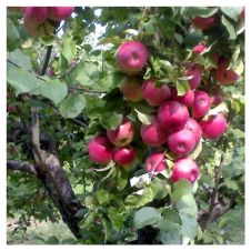 Саженец Яблоня культурная Апорт 1 сорт