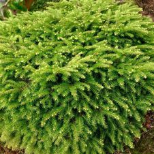 Ель обыкновенная Nidiformis (Нидиформис) С25 45-50 см