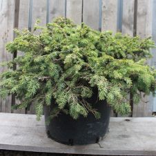 Ель обыкновенная Nidiformis (Нидиформис) С25 45-50 см