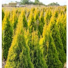 Туя западная Golden Smaragd (Голден смарагд) C2 50-60 см