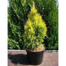 Туя западная Golden Smaragd (Голден смарагд) C2 50-60 см