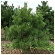 Сосна обыкновенная Pinus sylv. С2 30-50 см