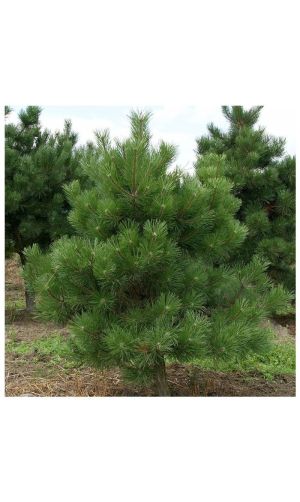 Сосна обыкновенная (Pinus sylvestris) С2 h=30-50 см